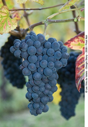 Pinot-Noir
