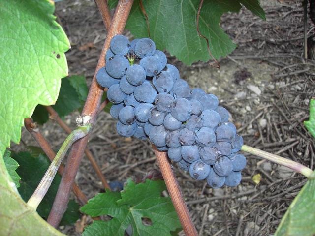 Vendanges